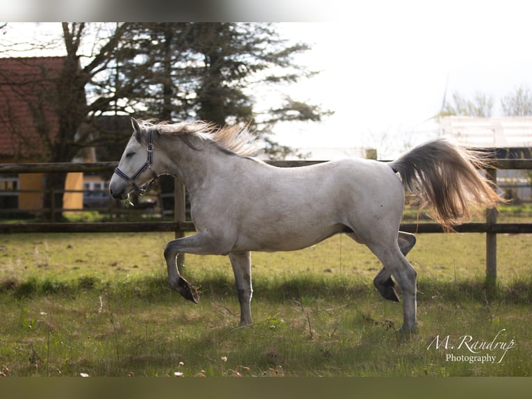 Connemara Étalon 2 Ans 146 cm Peut devenir gris in Fjenneslev