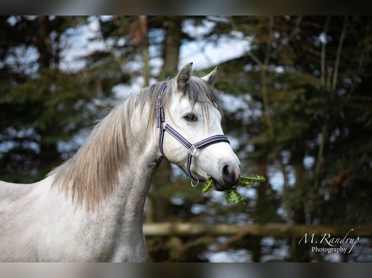 Connemara Étalon 2 Ans 146 cm Peut devenir gris in Fjenneslev