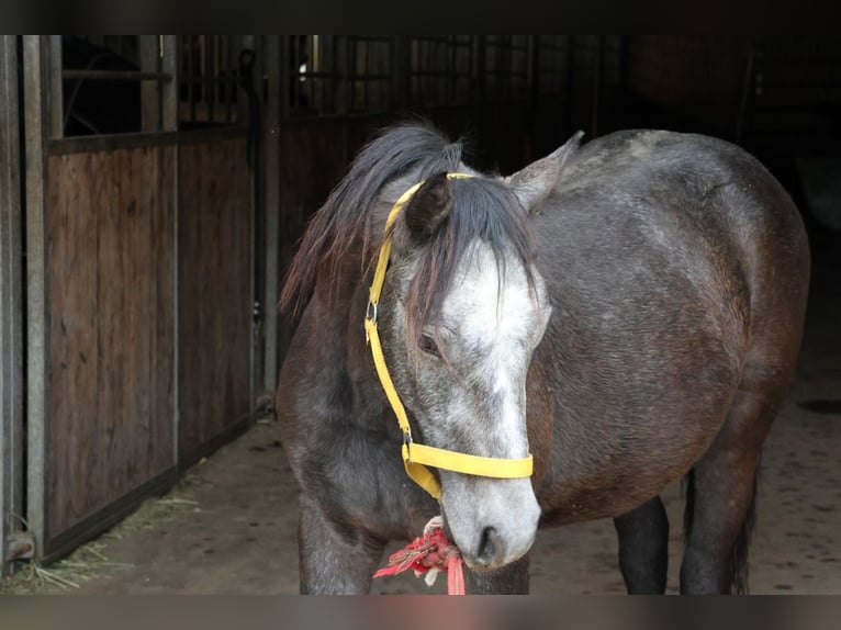Connemara Croisé Étalon 2 Ans 148 cm Peut devenir gris in Buchen Waldhausen