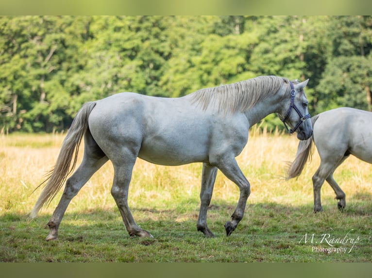 Connemara Étalon 2 Ans 150 cm Rouan bleu in Fjenneslev