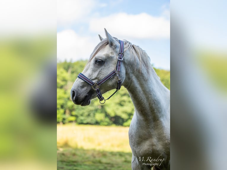 Connemara Étalon 2 Ans 150 cm Rouan bleu in Fjenneslev