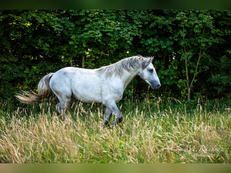 Connemara Étalon 2 Ans 150 cm Rouan bleu in Fjenneslev