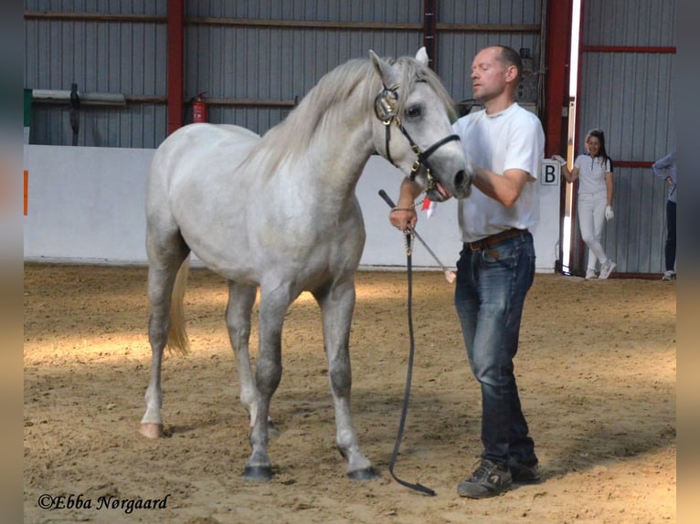 Connemara Étalon 2 Ans 150 cm Rouan bleu in Fjenneslev