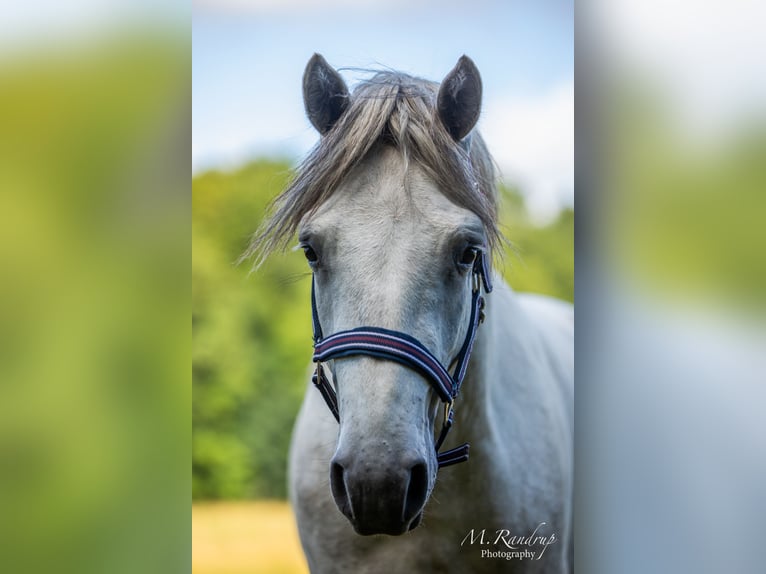 Connemara Étalon 2 Ans 150 cm Rouan bleu in Fjenneslev