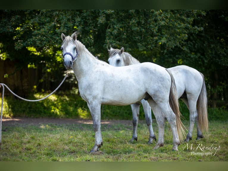 Connemara Étalon 2 Ans 150 cm Rouan bleu in Fjenneslev