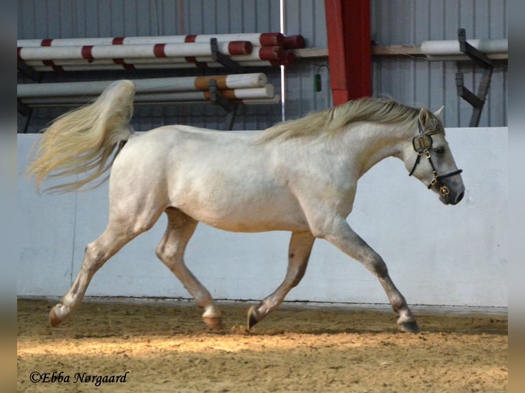 Connemara Étalon 2 Ans 150 cm Rouan bleu in Fjenneslev