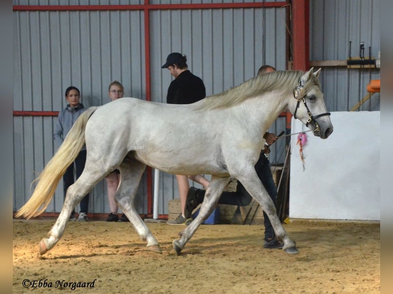 Connemara Étalon 2 Ans 150 cm Rouan bleu in Fjenneslev