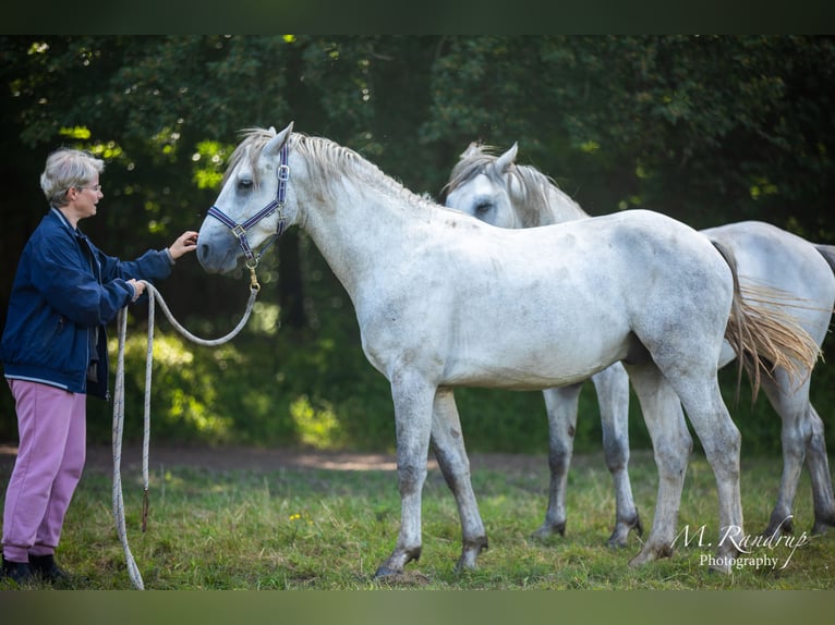 Connemara Étalon 2 Ans 150 cm Rouan bleu in Fjenneslev