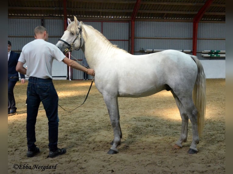 Connemara Étalon 2 Ans 150 cm Rouan bleu in Fjenneslev