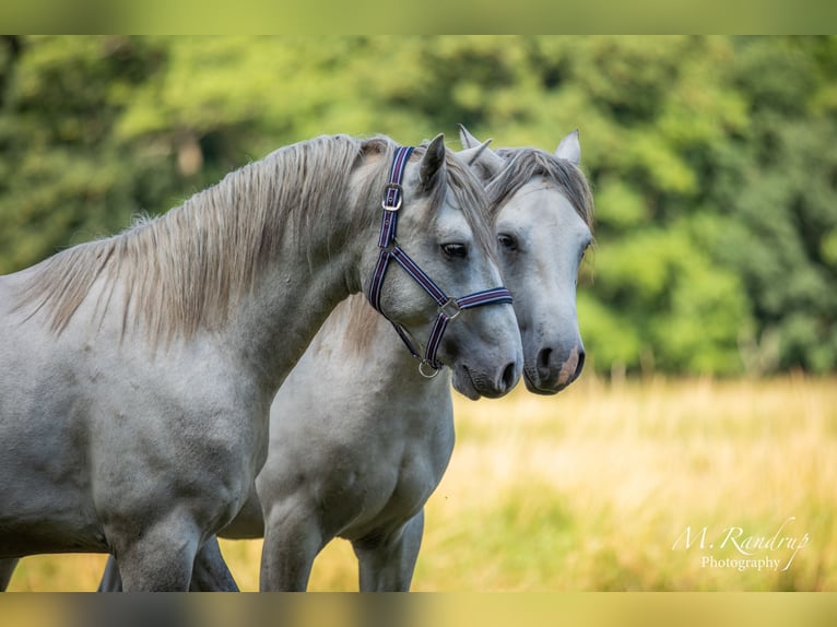 Connemara Étalon 2 Ans 150 cm Rouan bleu in Fjenneslev