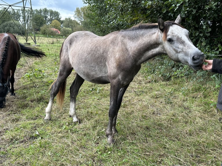 Connemara Étalon 2 Ans Gris (bai-dun) in Goch