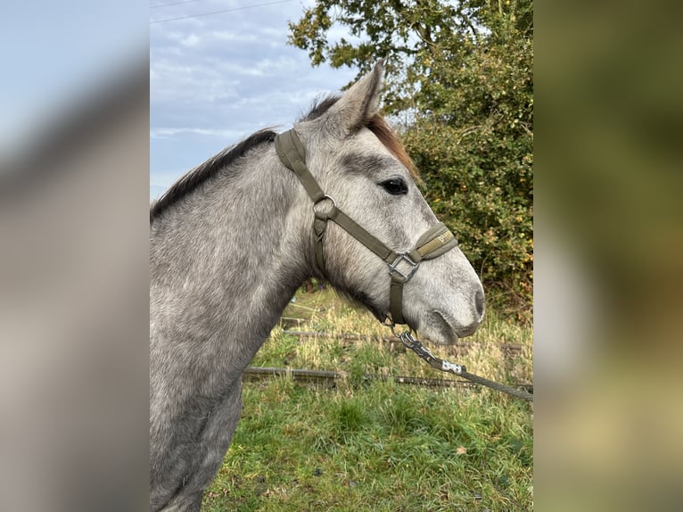 Connemara Étalon 2 Ans Gris (bai-dun) in Goch