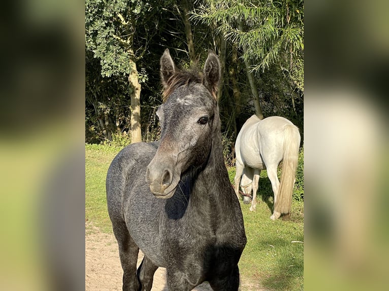 Connemara Étalon 2 Ans Gris pommelé in Osdorf