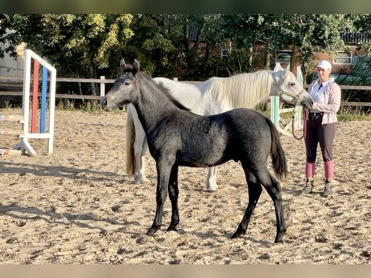 Connemara Étalon 2 Ans Gris pommelé in Osdorf