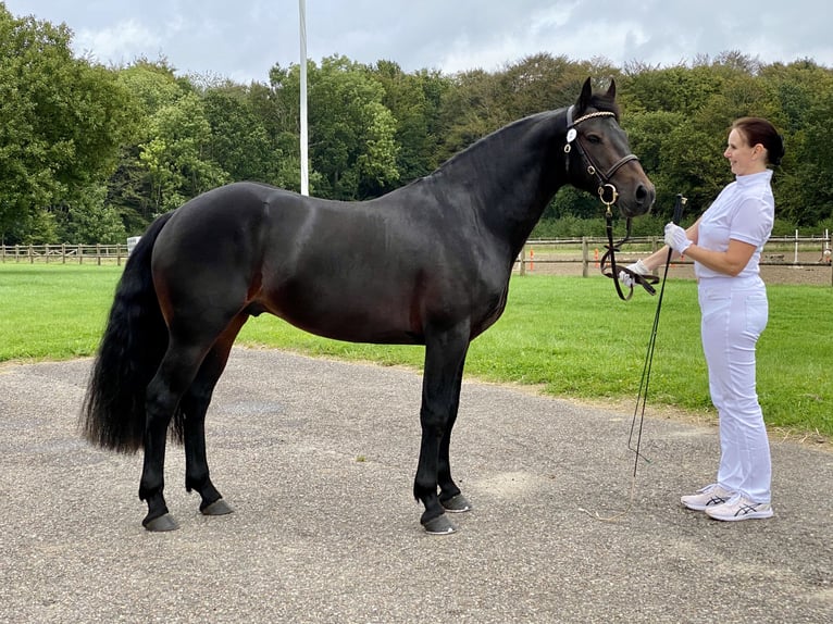 Connemara Étalon 2 Ans Gris pommelé in Osdorf