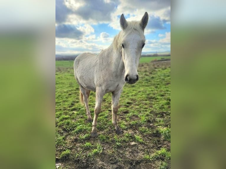 Connemara Étalon 2 Ans Palomino in ART-SUR-MEURTHE