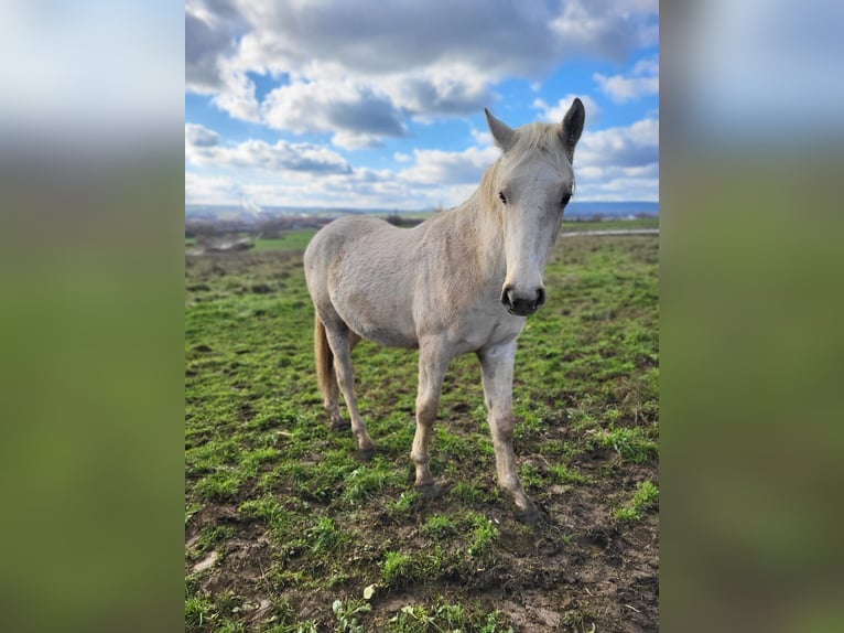 Connemara Étalon 2 Ans Palomino in ART-SUR-MEURTHE