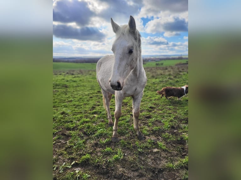 Connemara Étalon 2 Ans Palomino in ART-SUR-MEURTHE