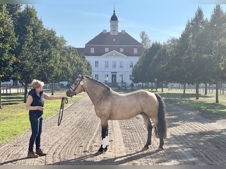 Connemara Étalon 2 Ans Perlino in Osdorf