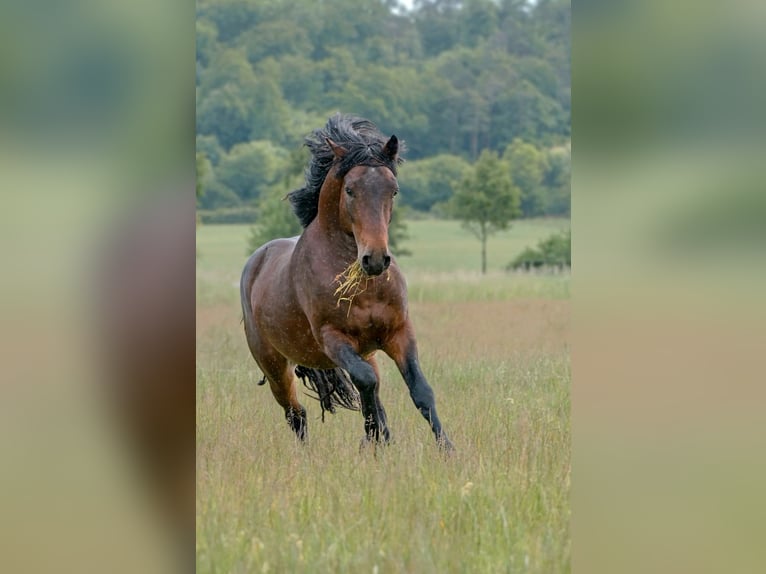 Connemara Étalon 3 Ans 146 cm Bai in Frellstedt