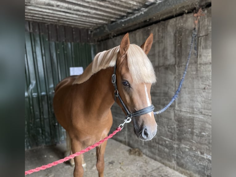 Connemara Étalon 3 Ans 148 cm Alezan brûlé in Gorey