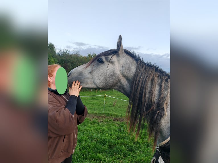 Connemara Étalon 3 Ans 148 cm Gris in Villingendorf