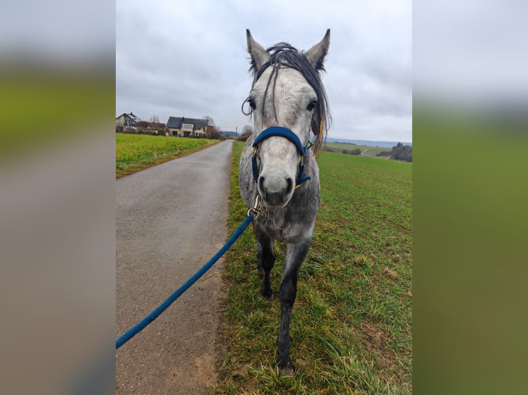 Connemara Étalon 3 Ans 148 cm Gris in Villingendorf