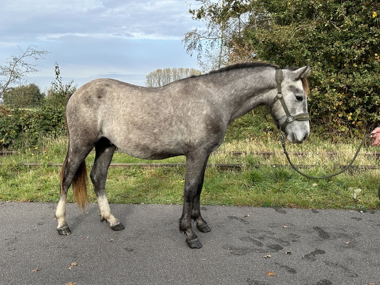 Connemara Étalon 3 Ans Gris (bai-dun) in Goch