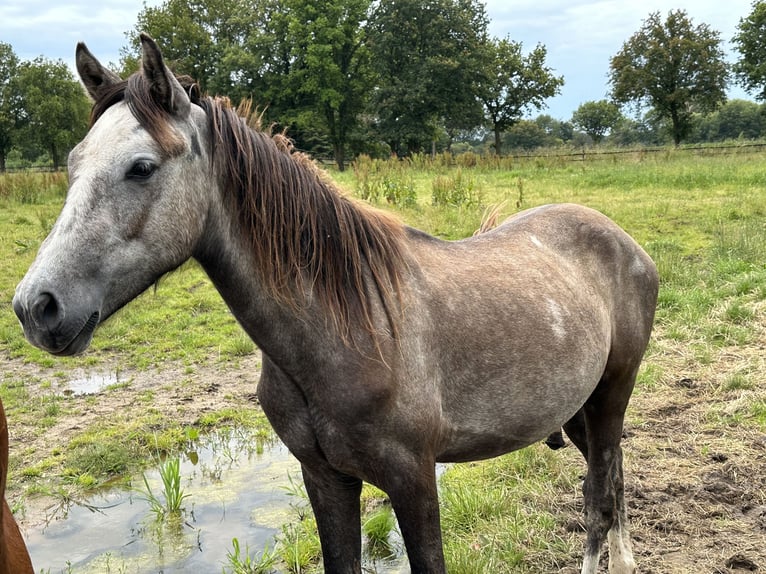 Connemara Étalon 3 Ans Gris (bai-dun) in Goch