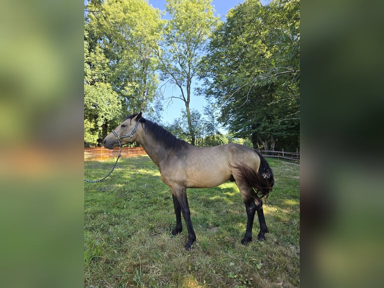 Connemara Étalon 4 Ans 147 cm Buckskin in Saint-Amand-en-Puisaye