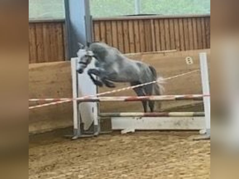 Connemara Étalon 4 Ans 147 cm Gris noir in Lisberg