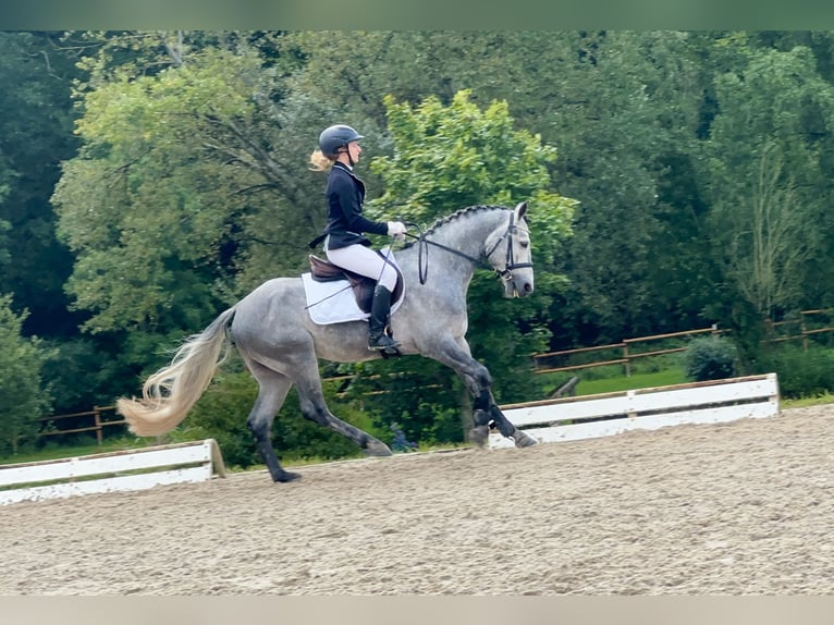 Connemara Étalon 4 Ans 147 cm Gris noir in Lisberg