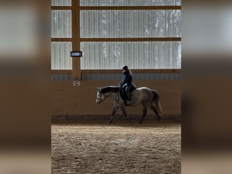 Connemara Croisé Étalon 5 Ans 153 cm Gris pommelé in Steinen