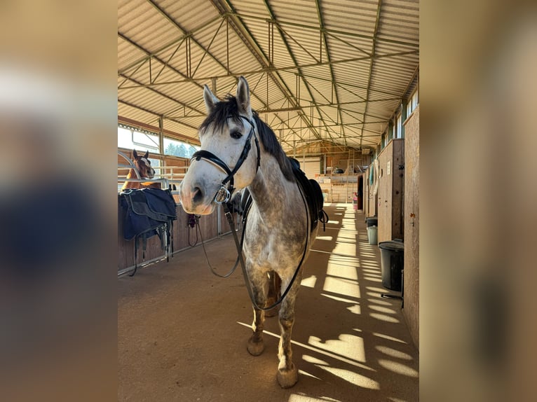 Connemara Croisé Étalon 5 Ans 153 cm Gris pommelé in Steinen