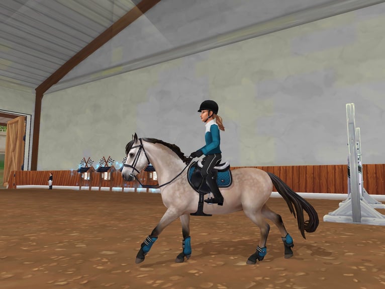 Connemara Étalon 5 Ans 155 cm Gris pommelé in Löberitz