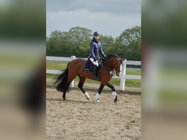 Connemara Étalon 6 Ans 145 cm Bai in Osdorf