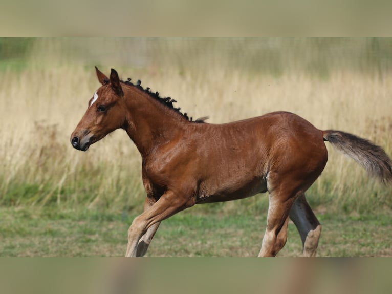 Connemara Étalon Poulain (05/2025) 145 cm Bai in Dachsberg