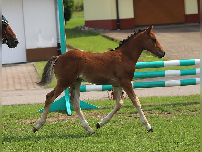 Connemara Étalon Poulain (05/2025) 145 cm Bai in Dachsberg