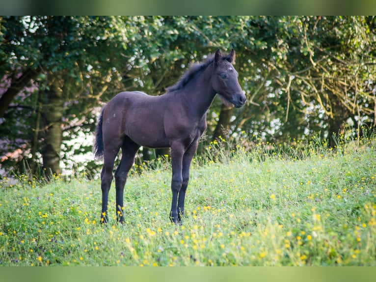 Connemara Étalon Poulain (05/2024) 145 cm Peut devenir gris in Neumarkt-Sankt Veit