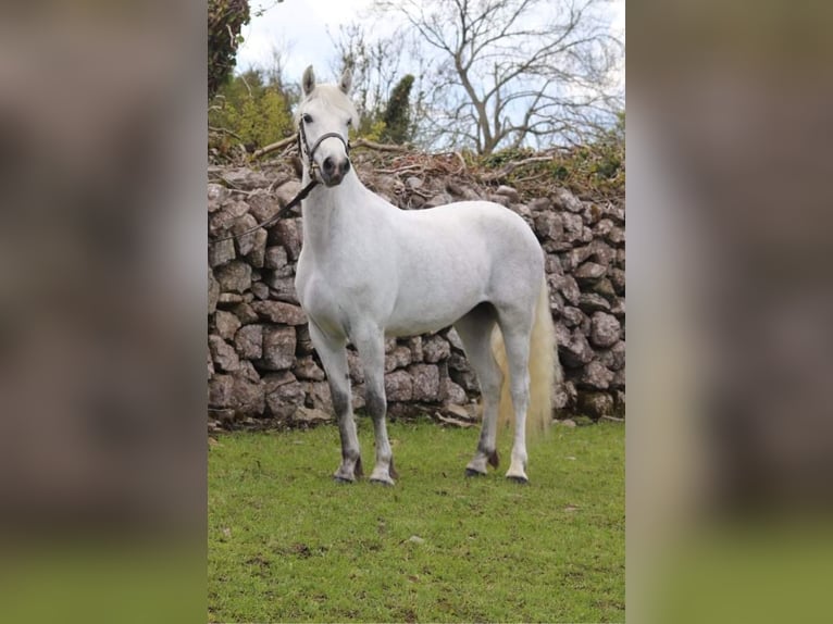 Connemara Étalon Poulain (04/2024) 148 cm Gris in Heidenrod