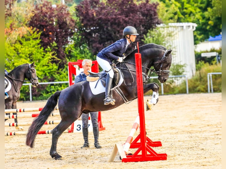 Connemara Étalon Poulain (05/2026) 148 cm Palomino in Schondra