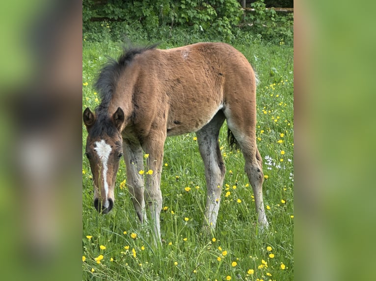 Connemara Croisé Étalon Poulain (03/2026) 148 cm Palomino in Waldbrunn