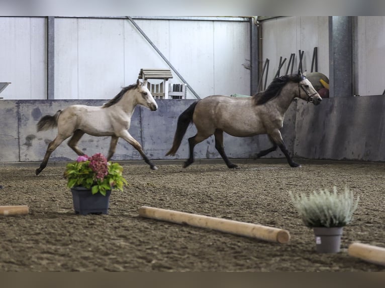 Connemara Étalon Poulain (05/2024) 150 cm Buckskin in Heidenrod