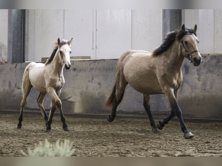 Connemara Étalon Poulain (05/2024) 150 cm Buckskin in Heidenrod