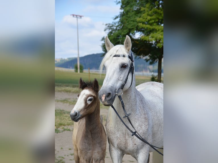 Connemara Étalon Poulain (05/2025) 155 cm Gris in Ilmenau