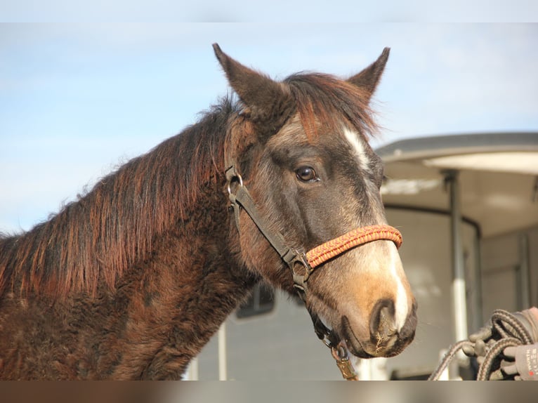 Connemara Croisé Étalon Poulain (03/2024) 158 cm Isabelle in Mudau