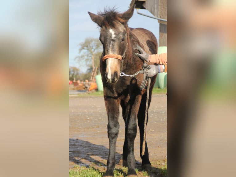 Connemara Croisé Étalon Poulain (03/2024) 158 cm Isabelle in Mudau