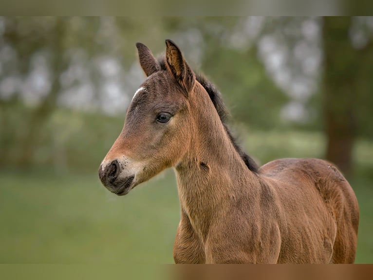 Connemara Étalon Poulain (04/2025) Bai brun in Frellstedt