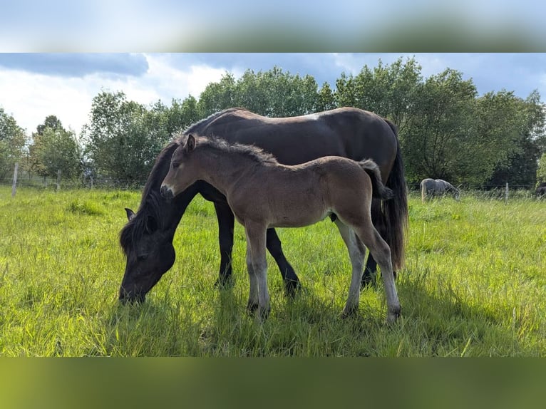 Connemara Étalon Poulain (04/2025) Bai brun in Frellstedt