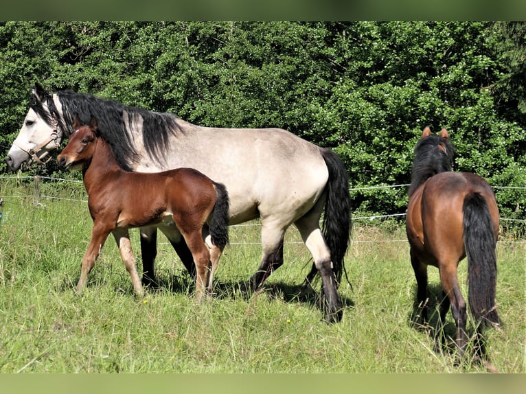 Connemara Étalon Poulain (04/2024) Bai in Behamberg